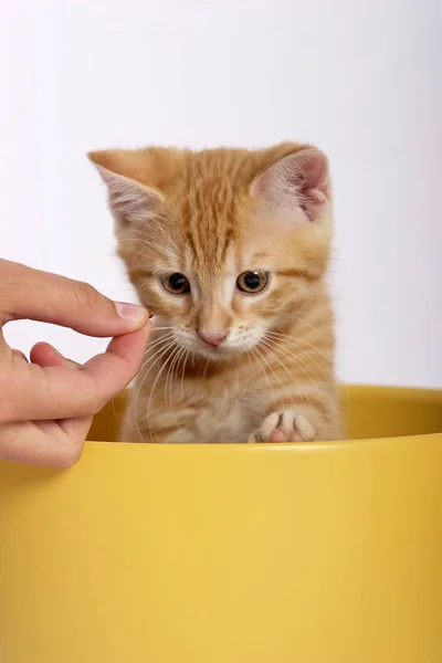 Mão Alimentando Pouco Bonito Gengibre Gato Vaso Amarelo — Fotografia de Stock