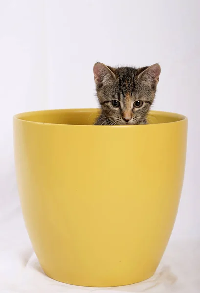 Little Cute Cat Yellow Flowerpot — Stock Photo, Image