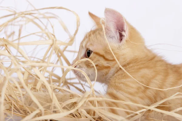 Carino Gatto Zenzero Che Gioca Con Paglia Primo Piano — Foto Stock