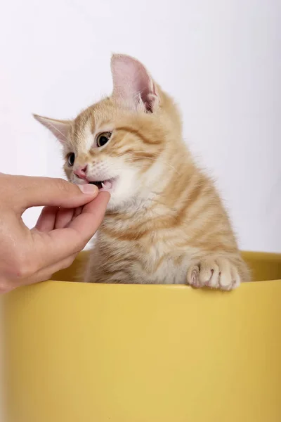 Hand Feeding Little Cute Ginger Cat Yellow Flowerpot — Stock Photo, Image