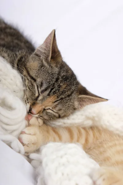 Little Cute Kittens Sleeping Warm Knitted Scarf — Stock Photo, Image