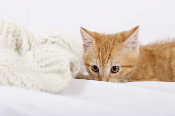 Little Cute Ginger Kitten Lying Warm Woolen Scarf White Bed — Stock Photo, Image