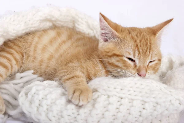 Little Cute Ginger Kitten Sleeping Warm Knitted Scarf — Stock Photo, Image