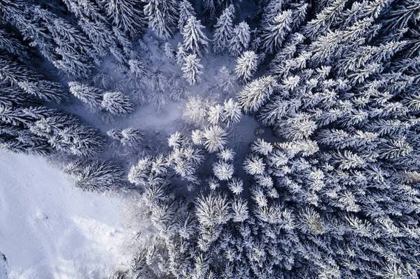 Αεροφωτογραφία Του Χιονιού Που Καλύπτει Δάσος Ηλιόλουστη Χειμωνιάτικη Μέρα — Φωτογραφία Αρχείου