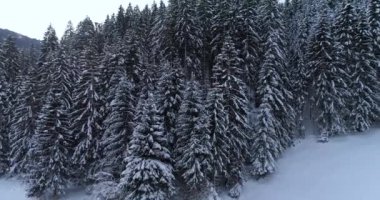 havadan görünümü kar kış gününde orman kaplı