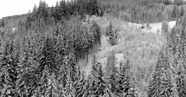 Havadan Görünümü Kar Kış Gününde Orman Kaplı — Stok video
