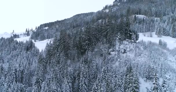 Vue Aérienne Forêt Enneigée Jour Hiver — Video