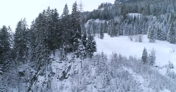Luchtfoto Van Sneeuw Bedekt Bos Bij Winterdag — Stockvideo