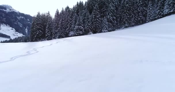 Letecký Pohled Sněhu Les Zimní Den — Stock video