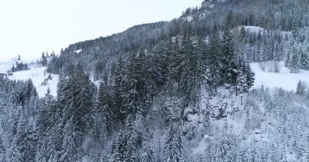 Vista Aérea Floresta Coberta Neve Dia Inverno — Vídeo de Stock