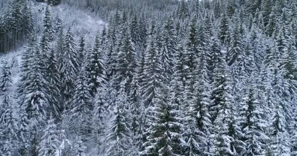 Widok Lotu Ptaka Śniegu Objętych Lasu Zimowy Dzień — Wideo stockowe