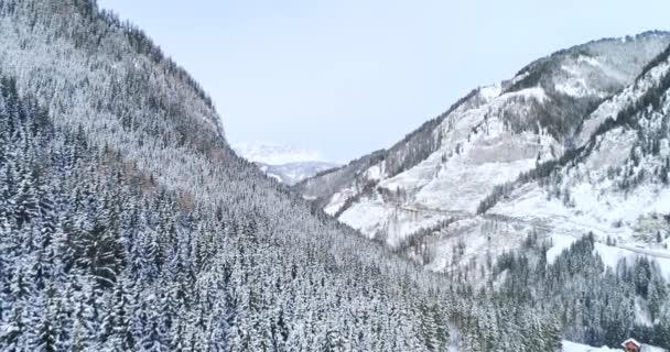 Vista Aérea Del Bosque Cubierto Nieve Día Invierno — Vídeos de Stock