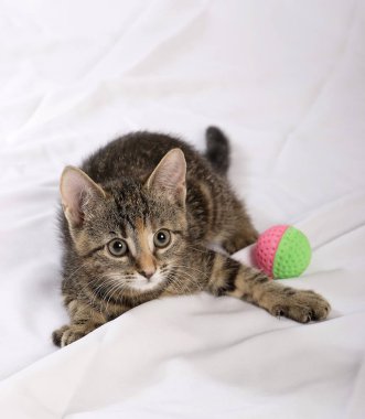 beyaz yatak örtüsü üzerinde top oyuncak ile oynayan kedi 