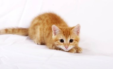 Beyaz arka plan üzerinde izole küçük zencefil yavru kedi yakın çekim 