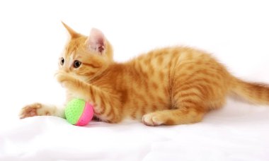 zencefil kedi beyaz yatak örtüsü üzerinde topu oyuncakla oynamak 