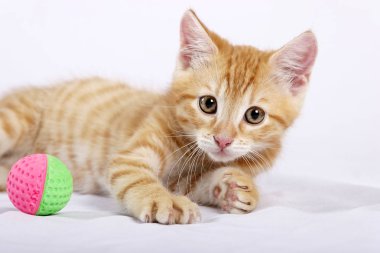 küçük şirin zencefil kedi beyaz yatak örtüsü üzerinde yalan yakın çekim  