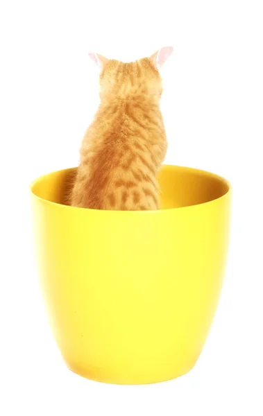 Pequeño Lindo Jengibre Gato Sentado Amarillo Maceta —  Fotos de Stock