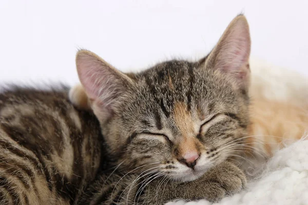 Little Cute Kittens Sleeping Warm Knitted Scarf — Stock Photo, Image