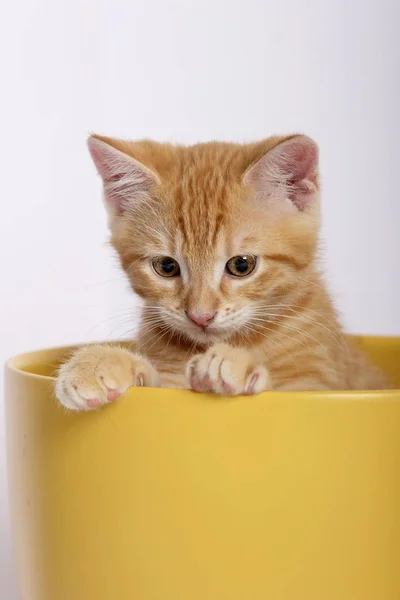 Piccolo Gatto Zenzero Carino Seduto Vaso Fiori Giallo Isolato Sfondo — Foto Stock