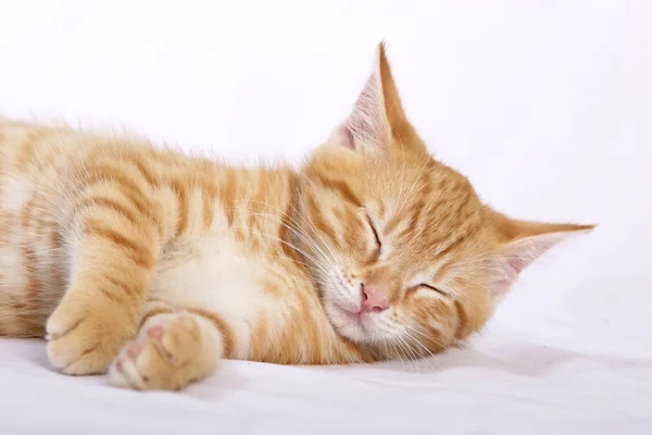 Kleine Schattige Gember Kat Slapen Witte Bed Cover Close — Stockfoto