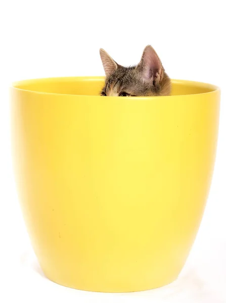 Pequeno Gato Bonito Vaso Amarelo — Fotografia de Stock