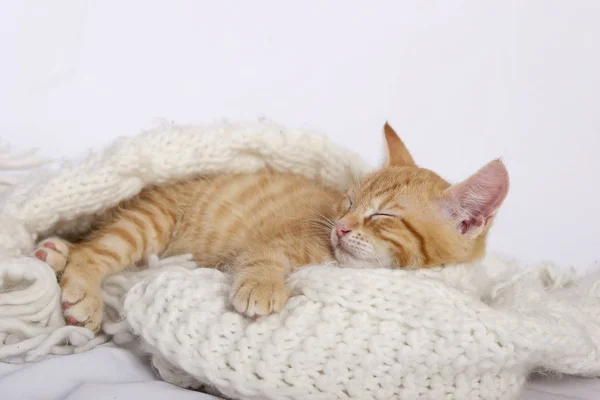 Little Cute Ginger Kitten Sleeping Warm Knitted Scarf — Stock Photo, Image