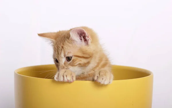 Kleine Süße Ingwerkatze Sitzt Gelbem Blumentopf Isoliert Auf Weißem Hintergrund — Stockfoto