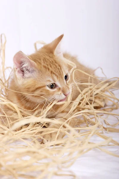 Bonito Gengibre Gato Jogar Com Palha Close — Fotografia de Stock