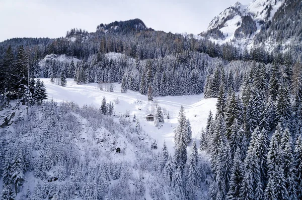 aerial view of snow covered forest at sunny winter day