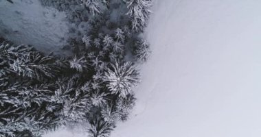 havadan görünümü kar kış gününde orman kaplı