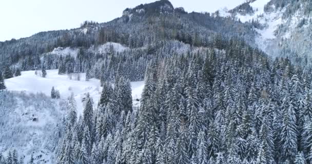 Luchtfoto Van Sneeuw Bedekt Bos Bij Winterdag — Stockvideo