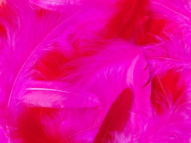 pembe ve kırmızı tüyler grup ile güzel pembe Sevgililer günü arka plan
