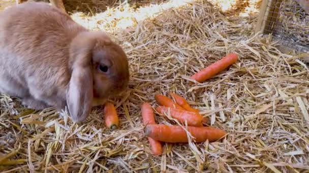 Coelho Pequeno Bonito Comer Cenouras Serragem Gaiola Close — Vídeo de Stock