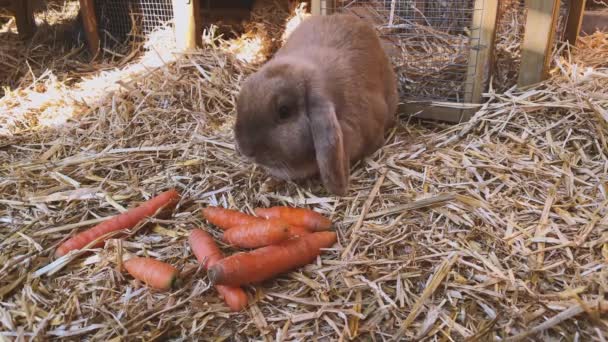 Lindo Conejito Comiendo Zanahorias Aserrín Jaula Primer Plano — Vídeo de stock