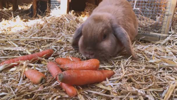 Lindo Conejito Comiendo Zanahorias Aserrín Jaula Primer Plano — Vídeo de stock