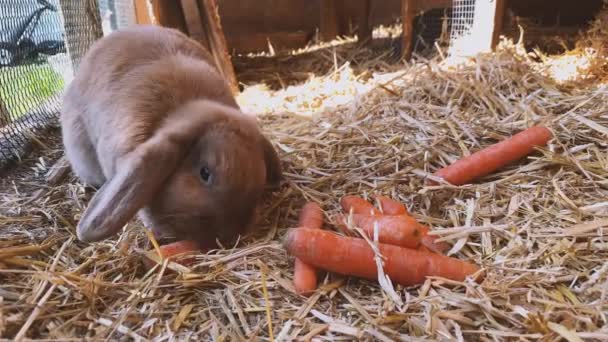 Lindo Conejito Comiendo Zanahorias Aserrín Jaula Primer Plano — Vídeo de stock