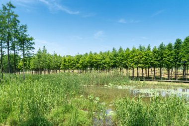 Parktaki göletin çevresi yemyeşil