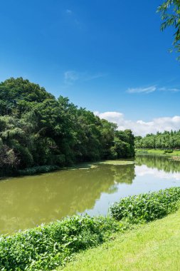 Parktaki göletin çevresi yemyeşil