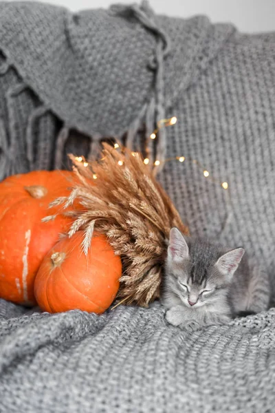 Leuk Katje ontspannen op warme plaid door herfst rustiek huisdecor. Halloween — Stockfoto