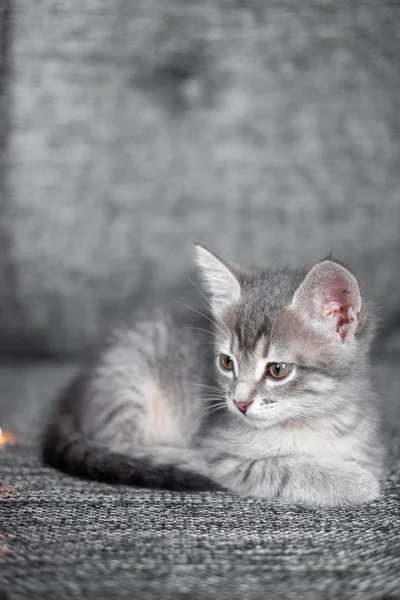 Gatito gris sentado en un sofá gris — Foto de Stock