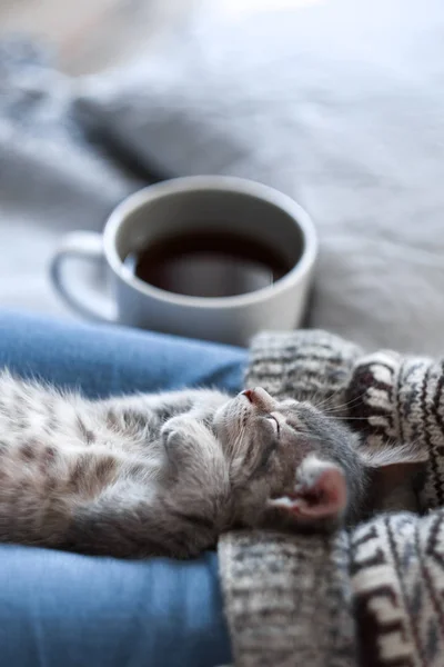 A girl in Christmas socks sitting on a plaid with kitten — Stock Photo, Image