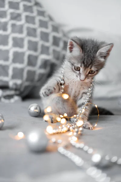 Bokeh arka plan üzerinde Noel oyuncakları ile oynarken şirin gri kedicik