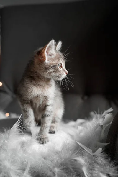 Un lindo gatito gris mira a través de la ventana — Foto de Stock