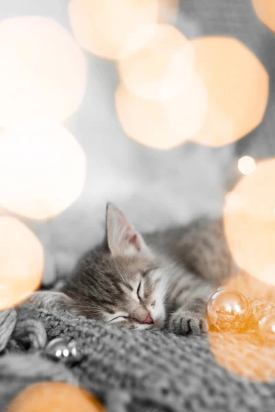Ένα χαριτωμένο γατάκι γκρι βρίσκεται σε ένα γκρι καρό σε μια Χριστουγεννιάτικη διακόσμηση σε ένα φόντο από τα φώτα — Φωτογραφία Αρχείου