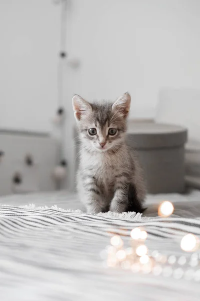 Gatinho cinza bonito brincando com brinquedos de Natal em um fundo bokeh — Fotografia de Stock