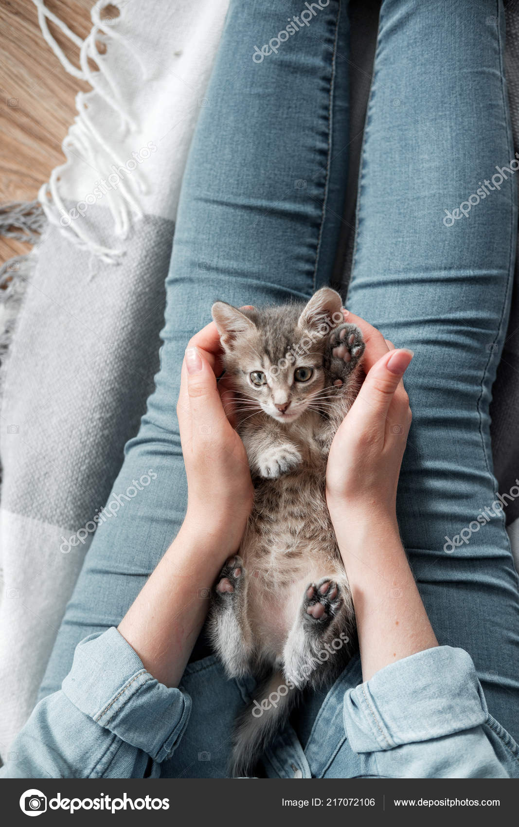 灰色小猫躺在一个女孩的膝上 图库照片 C Olegsamoylov
