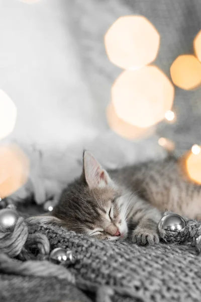 Um gatinho cinza bonito está em uma planície cinza em uma decoração de Natal contra um fundo de luzes — Fotografia de Stock