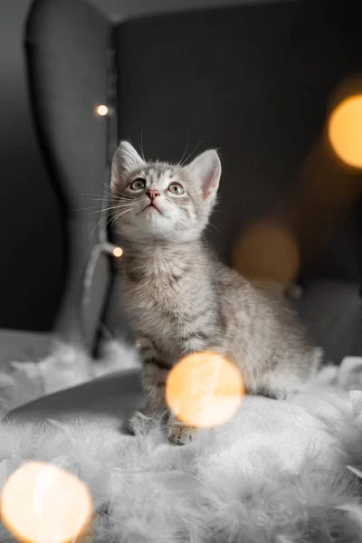 Küçük bir gri yavru kedi pencereden görünüyor