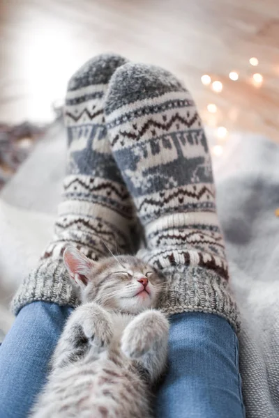 Een leuk grijze katje rust op een plaid. Kerstverlichting op de achtergrond — Stockfoto