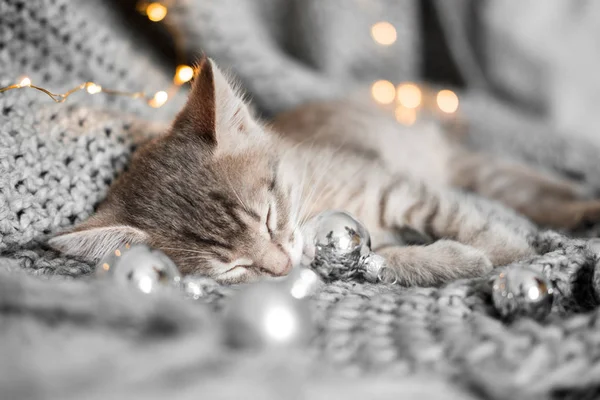 A cute kitten is resting on a gray plaid in Christmas balls — Stock Photo, Image